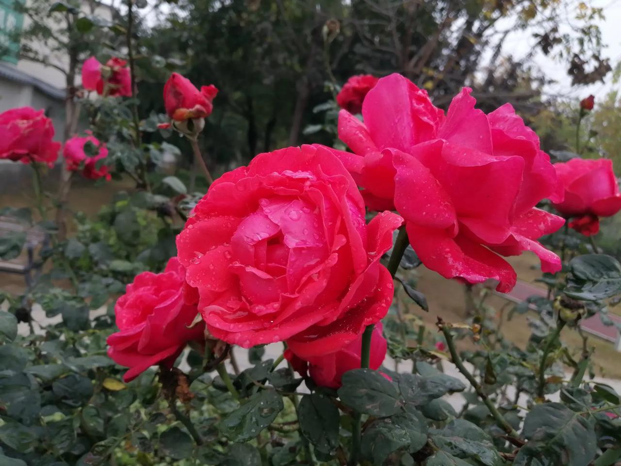 雨润胭脂色，露湿胭脂香。