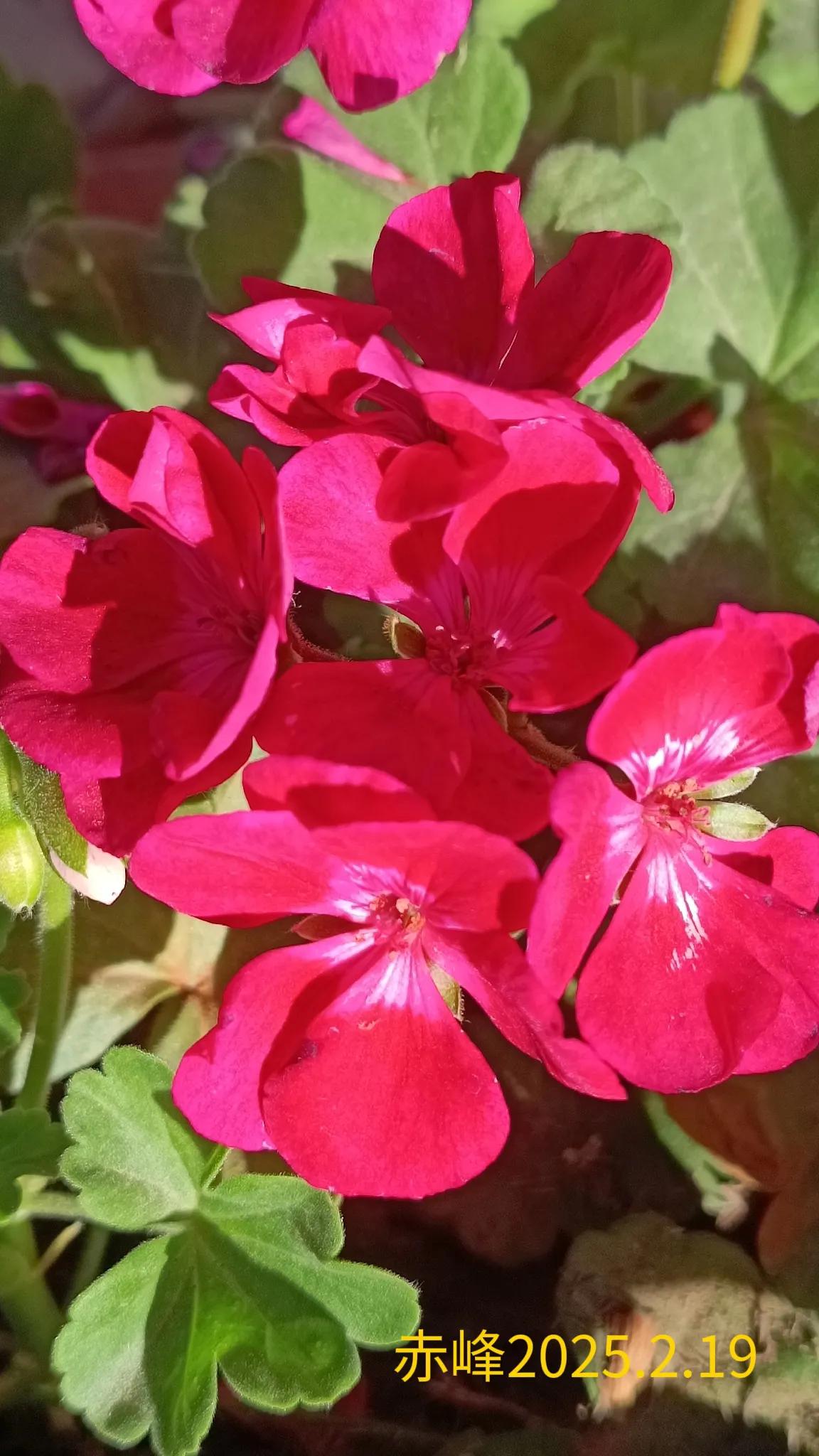 分享随手拍摄的花🌸路边随拍，娇艳的鲜花。