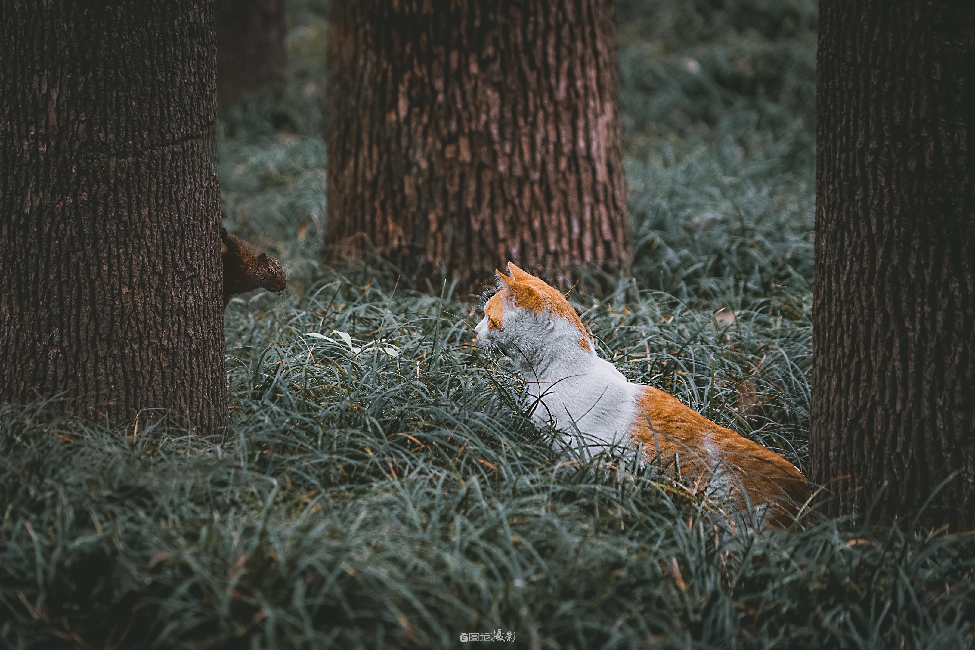 萌物相遇。草的柔裹着树的糙，橘白的猫把目光钉在树后，松鼠的尖嘴刚探出门...