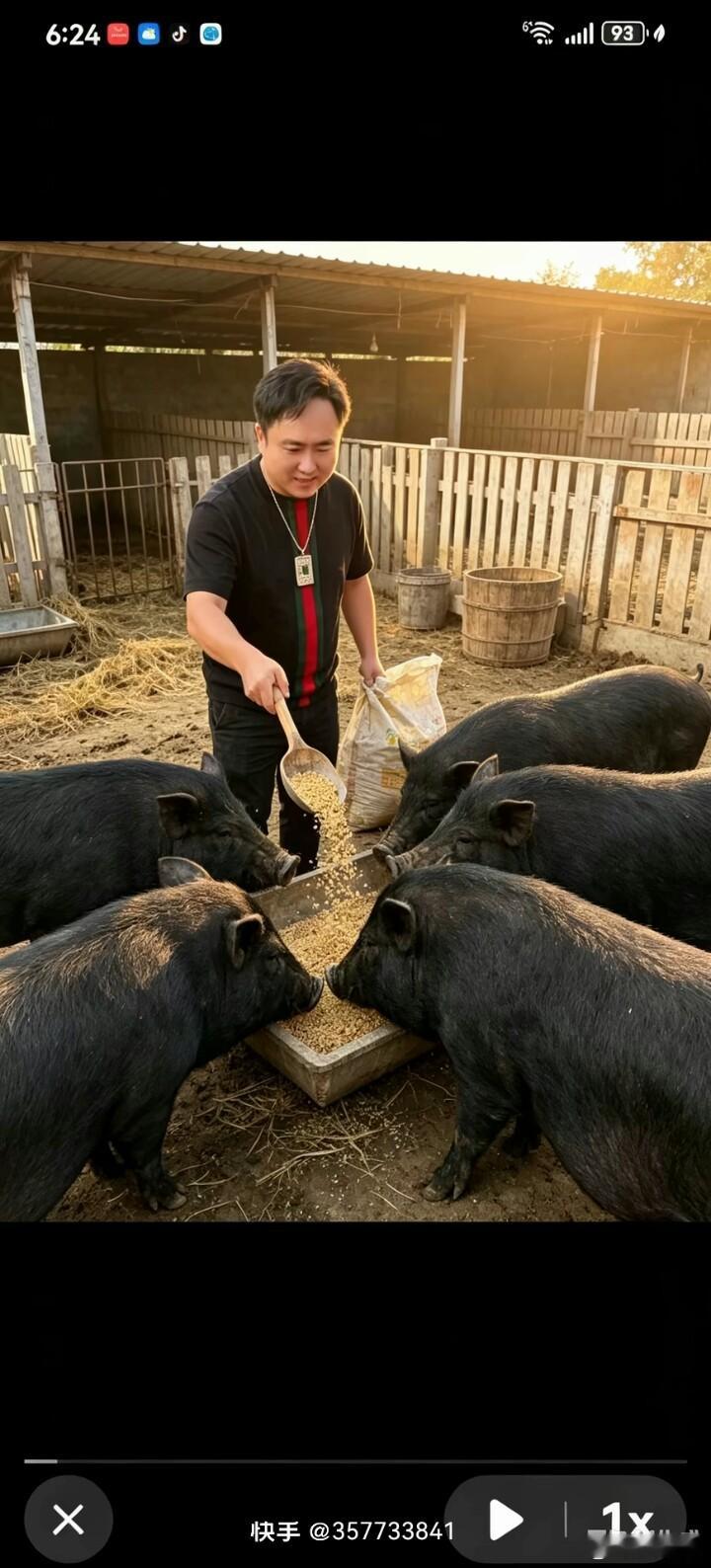 散打哥去养猪了