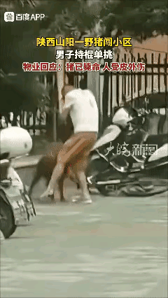这头小野猪体重不是很沉，目测不会超过50斤，看样子还没有成年，这如果是一头成年野