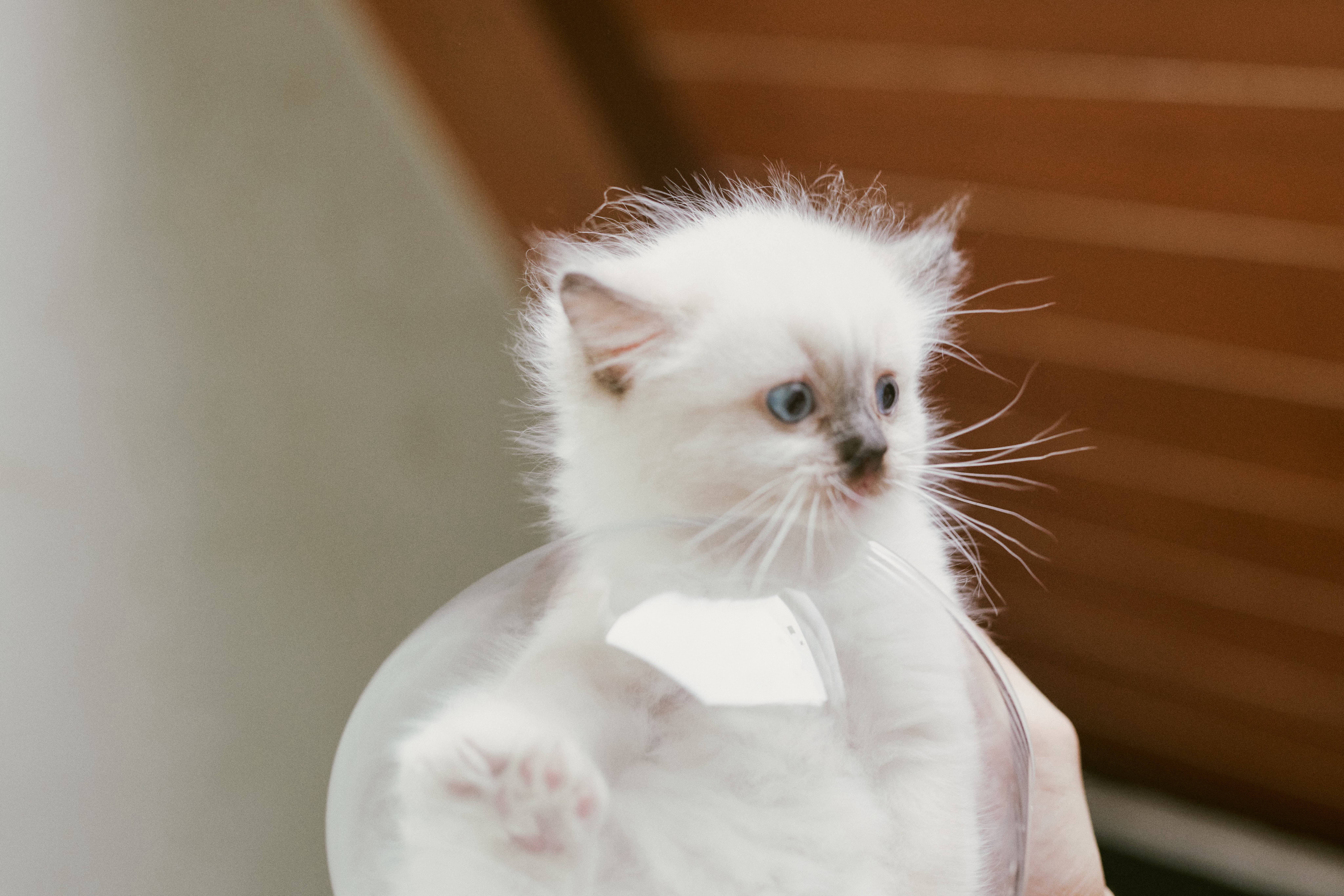 好消息。 又来给猫咪寻觅新主人啦。 ​​​