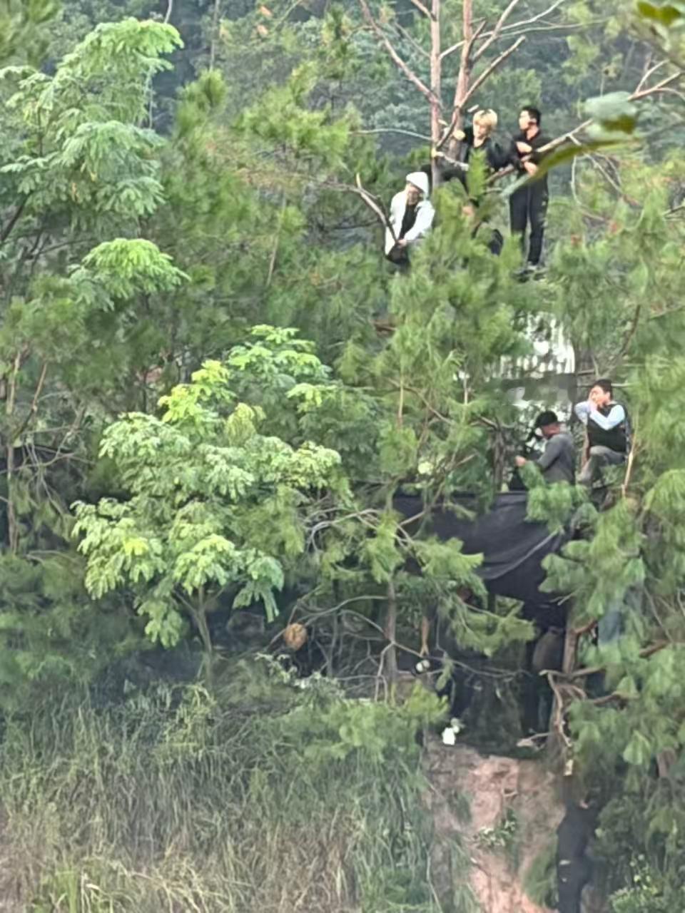 🌲：我承受了所有📷 ​​​