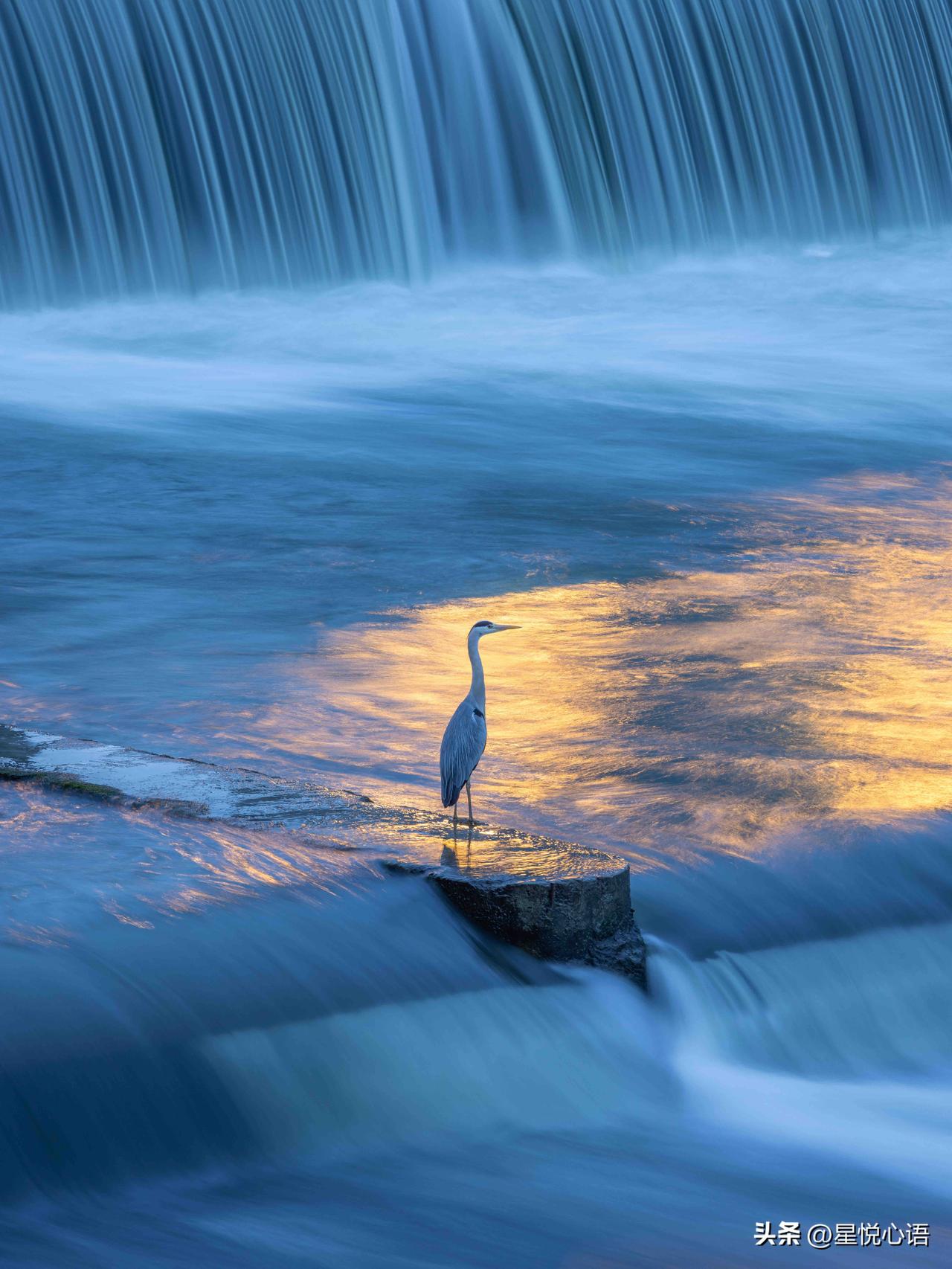 成都的朋友快看！
九眼桥的“洗脚鸟”又支棱起来了！

就是这群超火的苍鹭
守在九