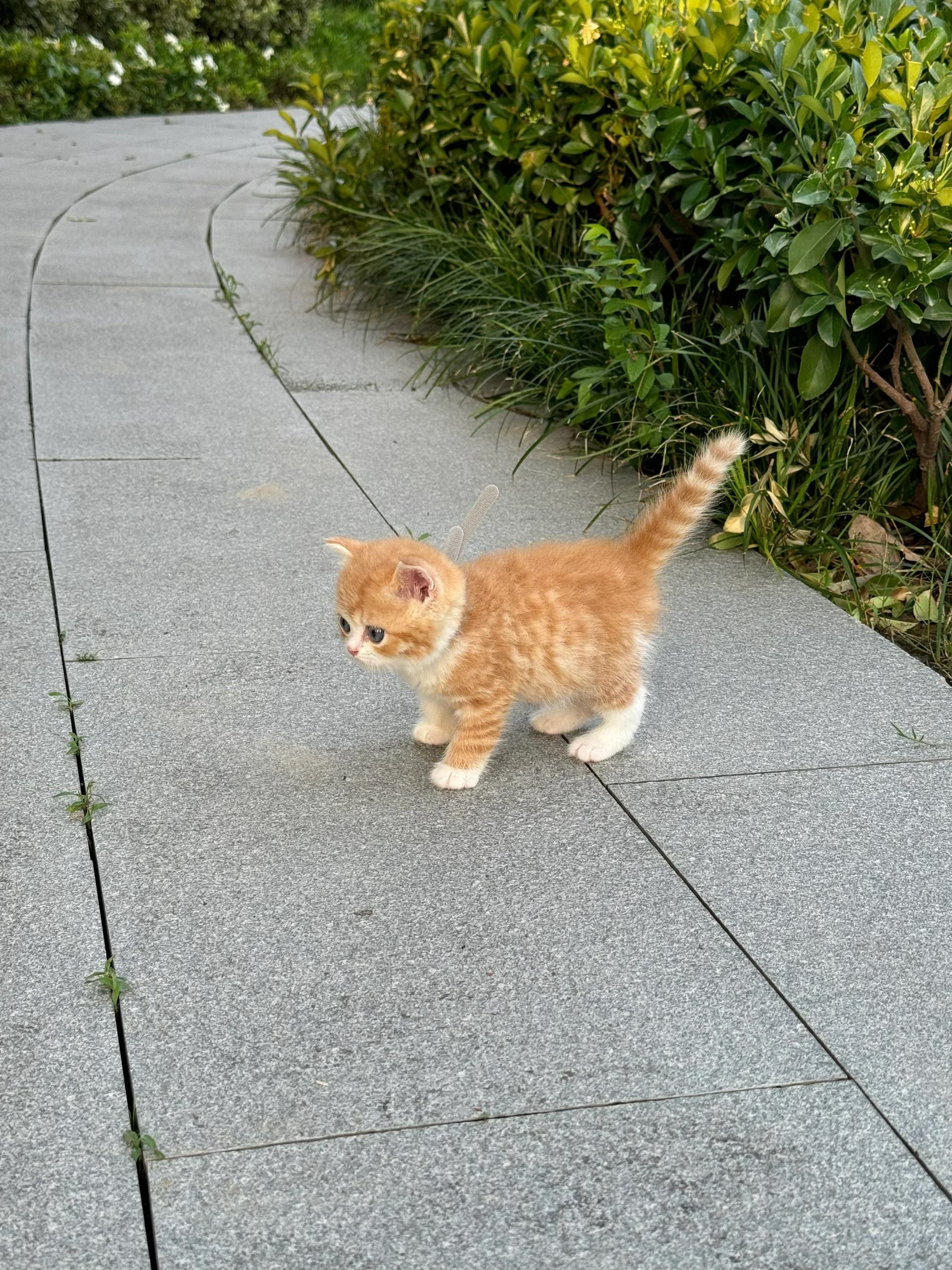 🍊真正的emoji🐈!!! ​​​