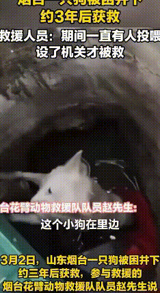 井底“狗坚强”，三年终见光
在山东烟台，有只倒霉又幸运的小狗，一不小心掉进了一口
