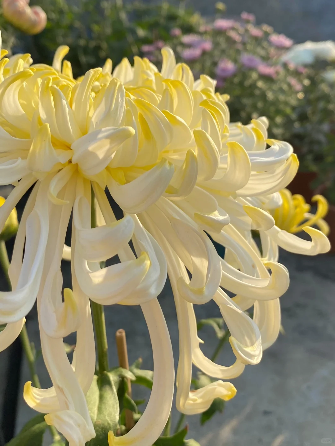 大菊分享｜嫩竹玉笋 名字与本花适配度极高