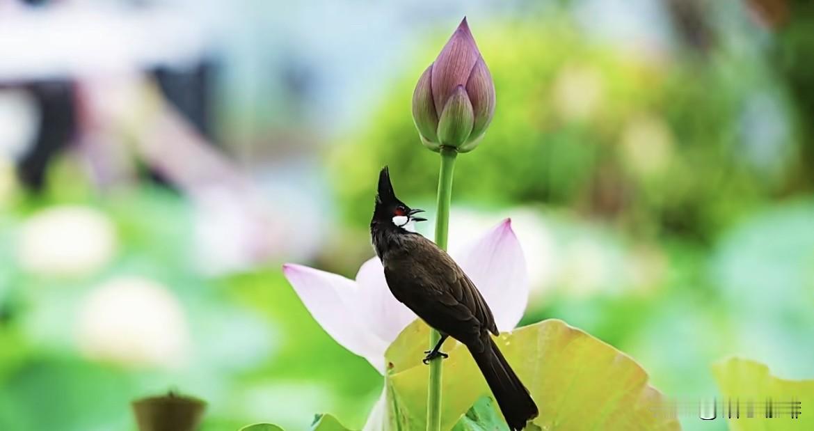 上联：花开花落花无语
下联：鸟去鸟回鸟有声