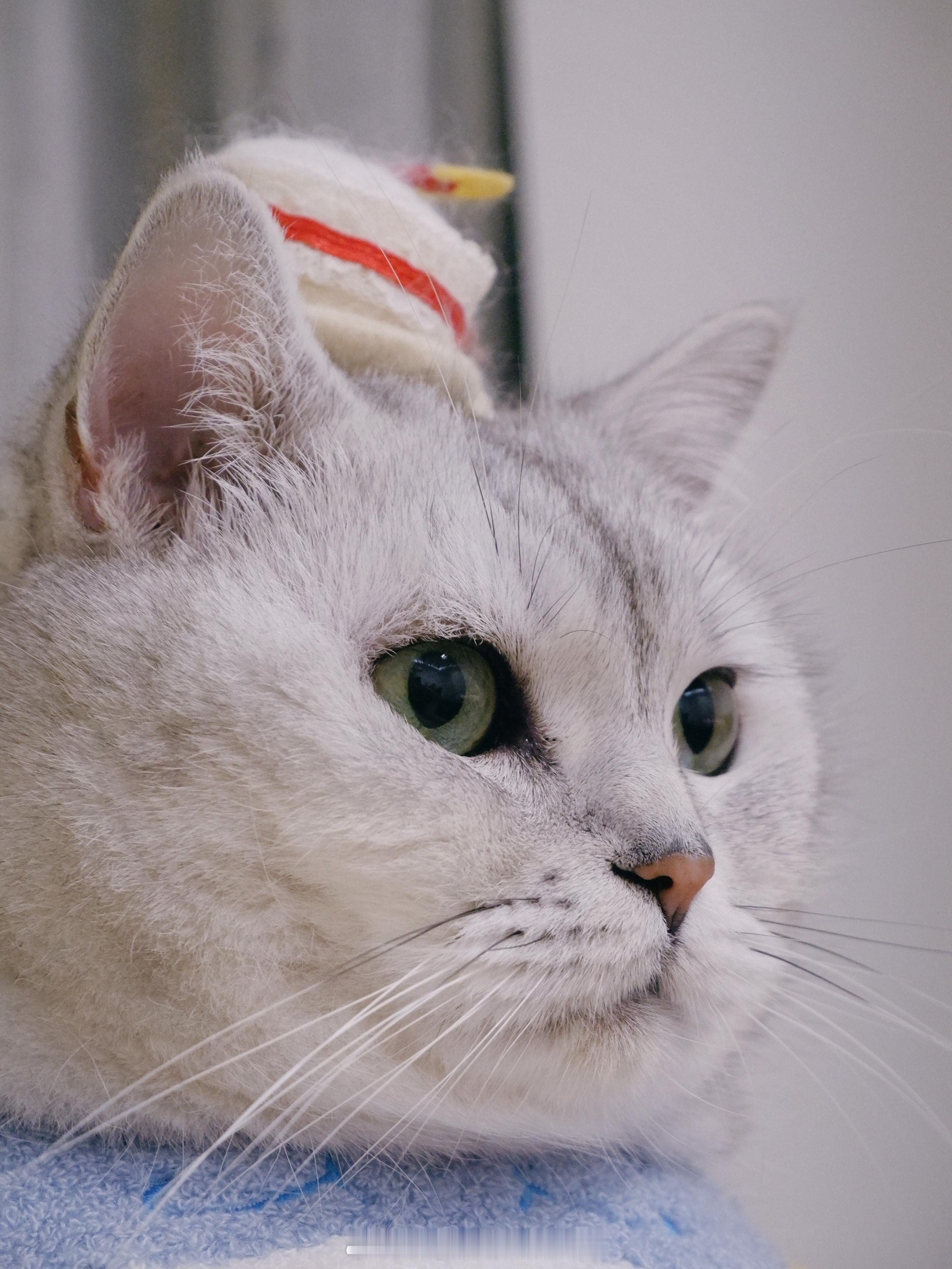 九岁快乐咪人遇见你很幸运 ᵕ̈♡年糕才不要小鱼干[超话] ​​​