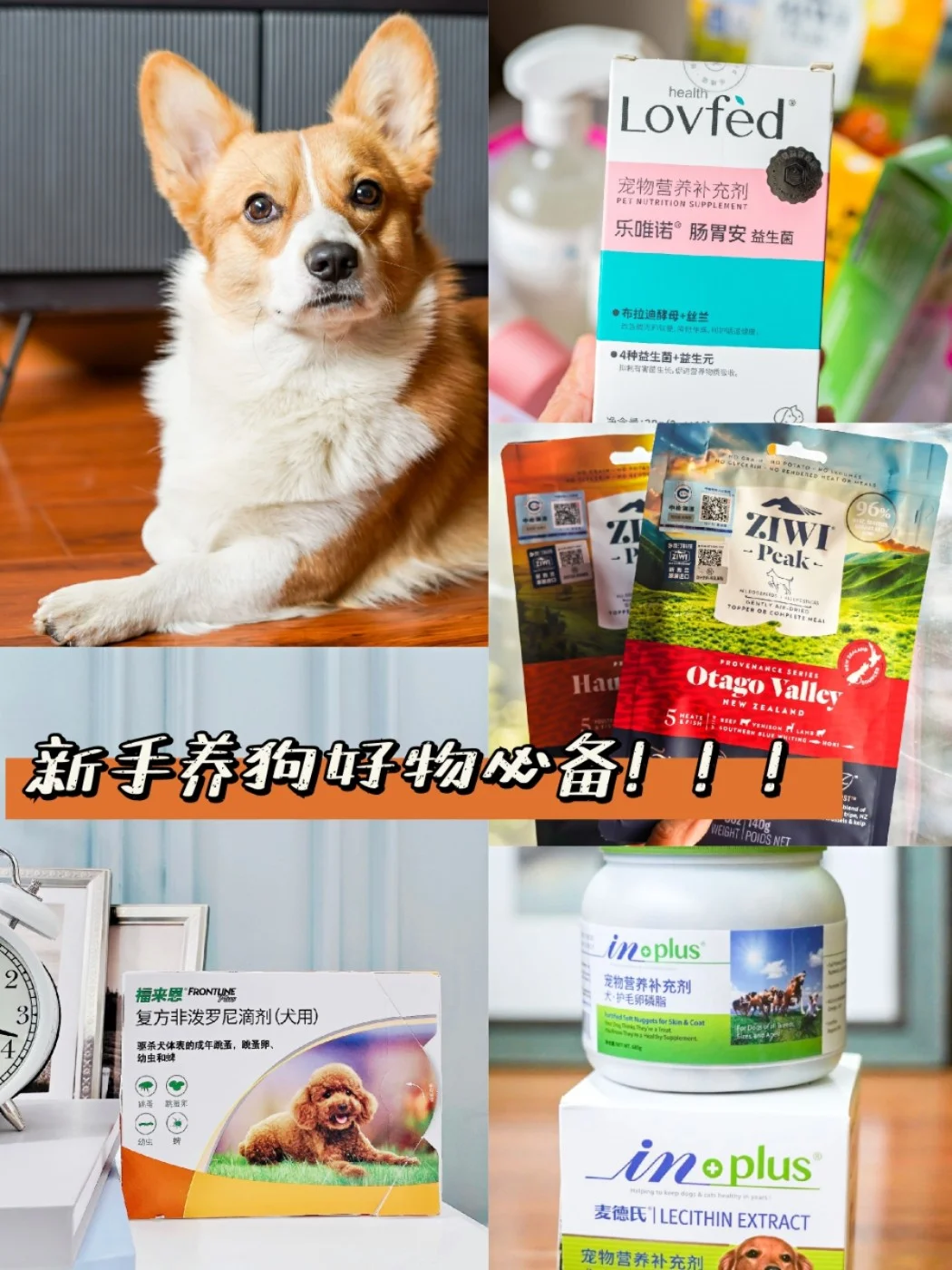 新手养狗必备，这些实用好物要备齐！