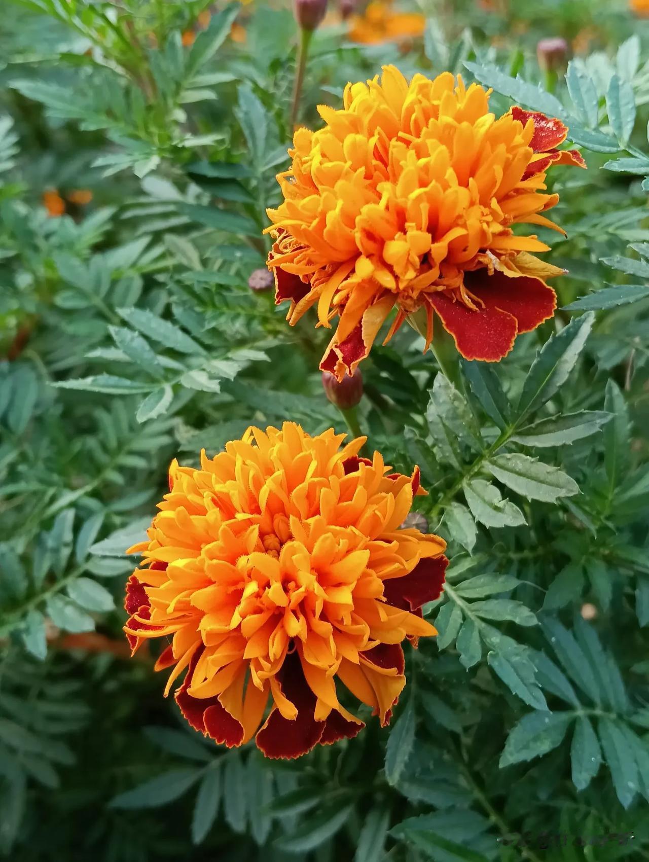 艳丽的秋花