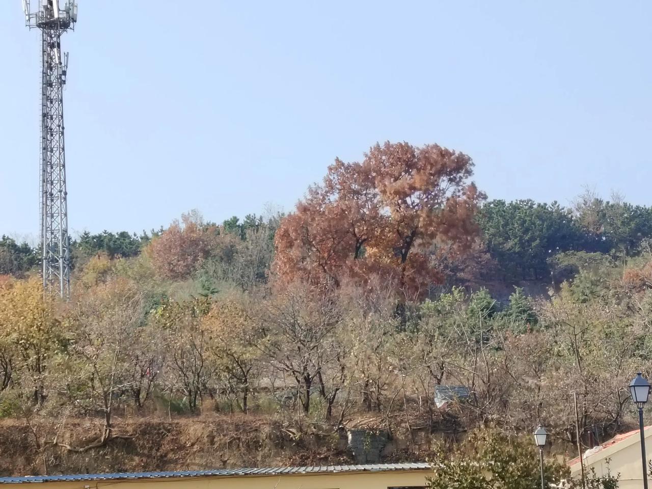 上聯：落葉不知秋已去，
下聯：蘭花滿枝夏不開。