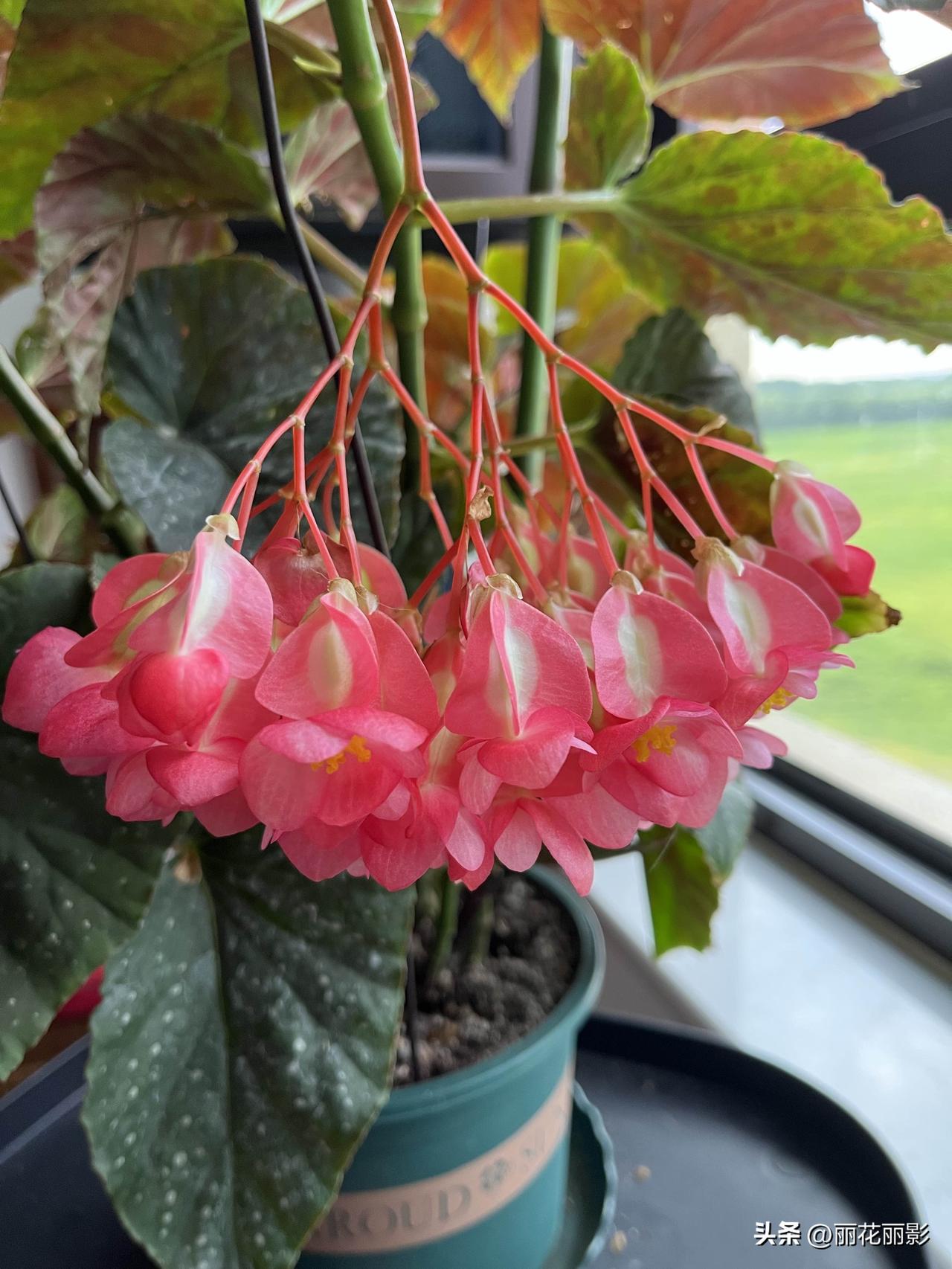 好久没去逛花市了，家里的花儿在这炎热的夏季也挂了好多。

现在家里只有一盆银星海