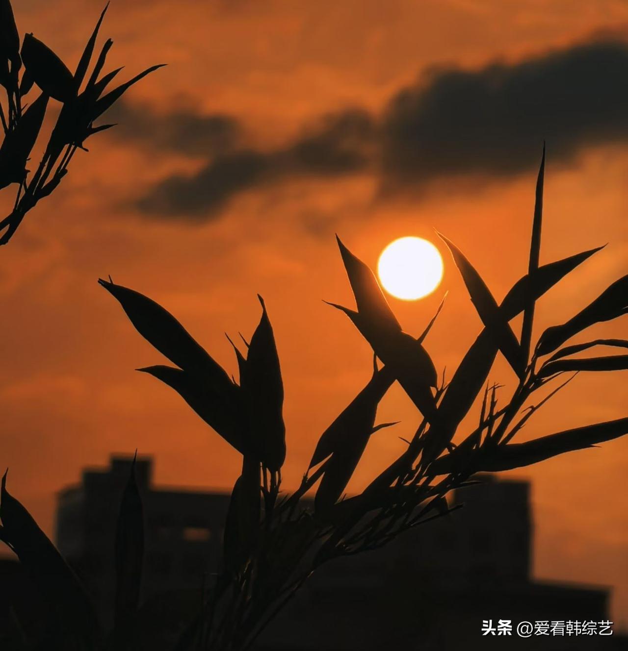 天南地北大拜年橙霞裹着落日，竹影剪碎暖光，枝梢的轮廓浸在熔金般的暮色里。“阅己悦