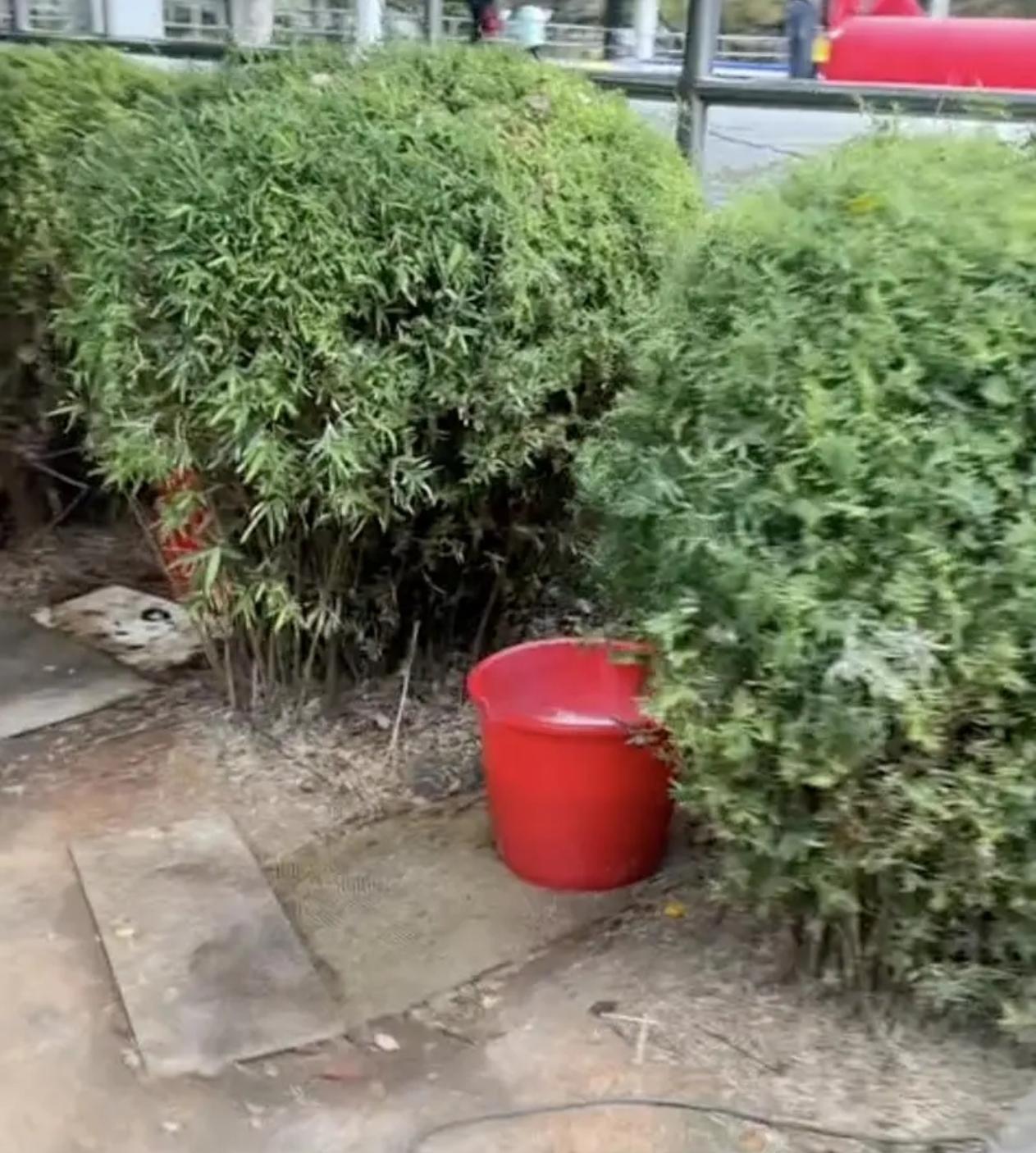 江西九江武宁县万福广场公园火了！不到100米就有公共厕所，灌木丛里却公然摆着3个