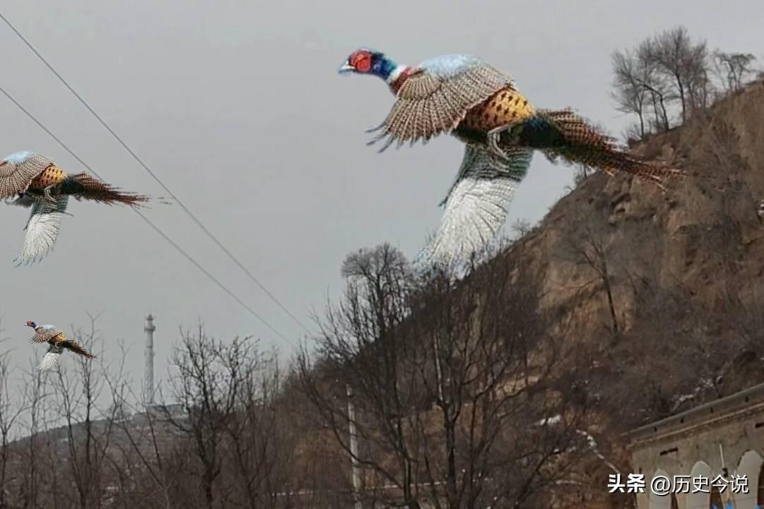 东北野鸡泛滥啃食庄稼，农民为啥不敢吃不敢惹？真相扎心又现实
 
阅读此文前，诚邀