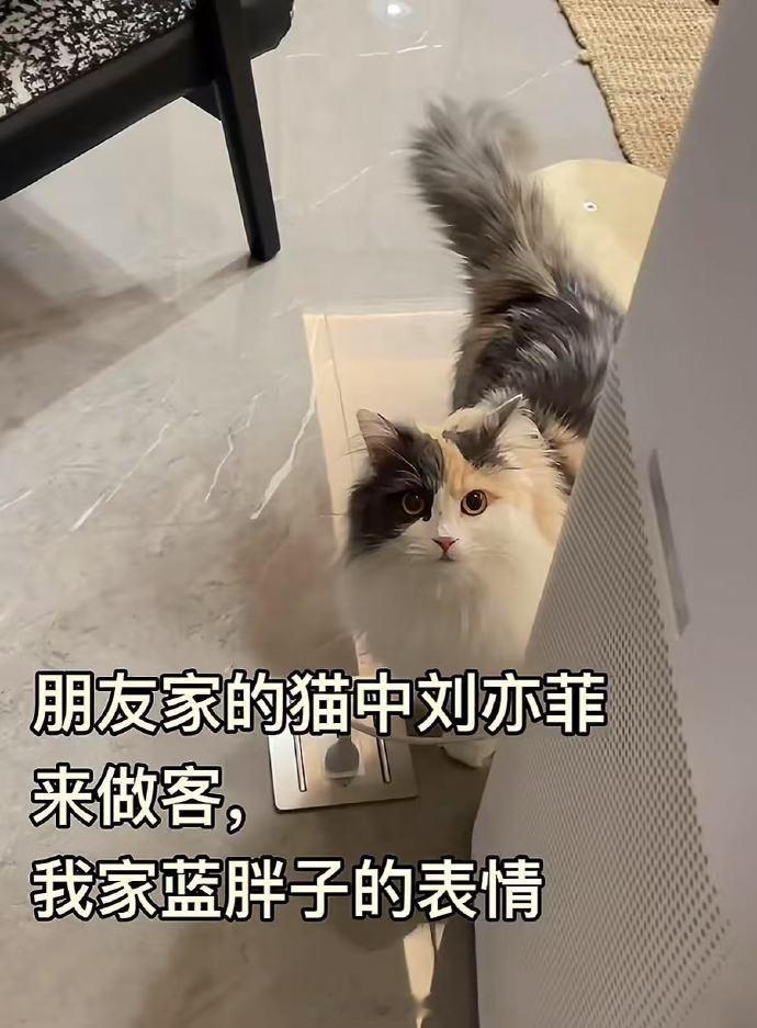 第一次这么直观的感受到三花猫的颜值地位！ 不愧是猫界刘亦菲！ 