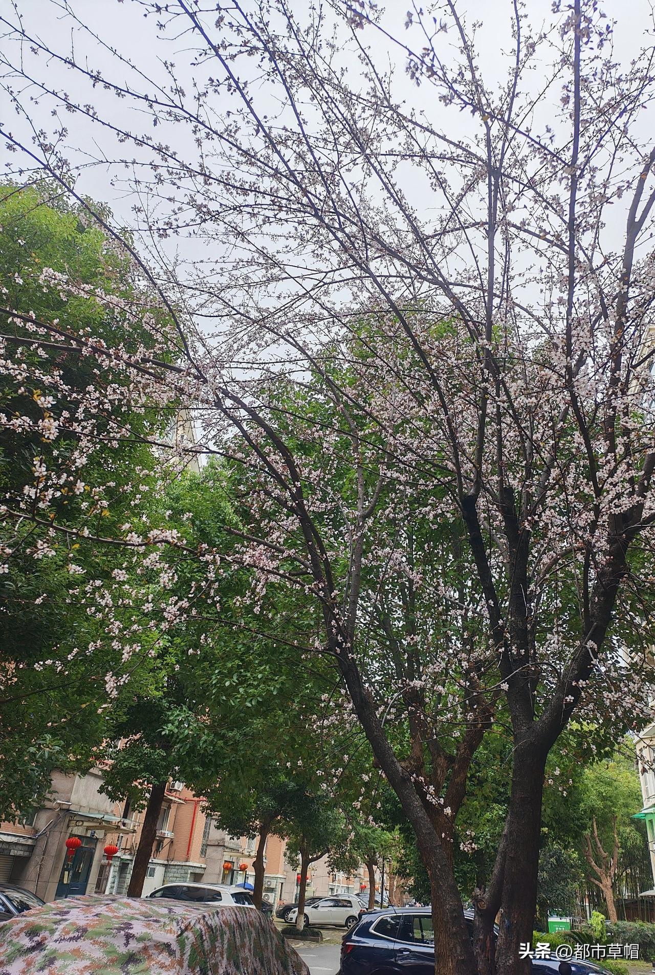 ，狗狗往往扰民。

有老两口养了两只小狗，穿得花花绿绿，老头子能歌善舞 ，夫妻俩