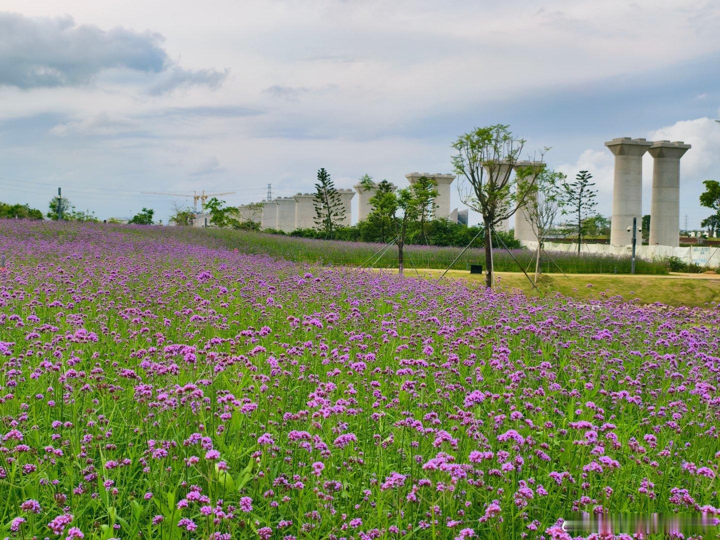 生态中山 人才公园紫色马鞭草花海🚲 中山·中山人才公园