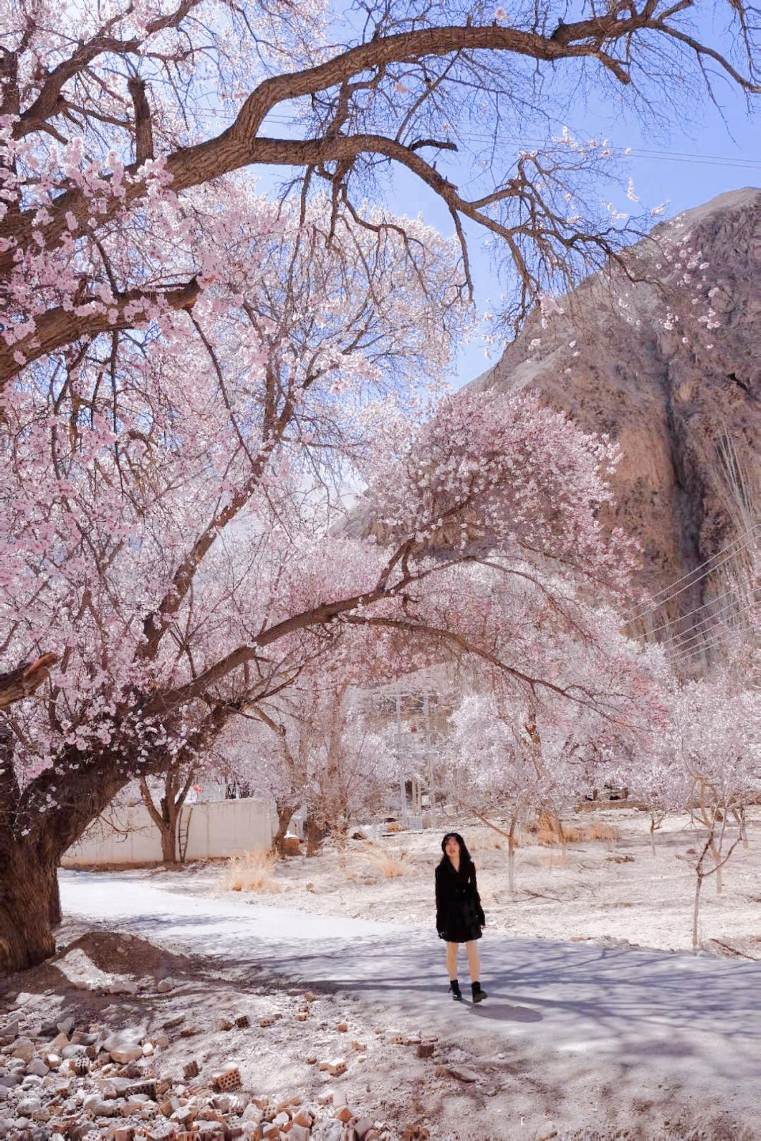 镜头下的春和景明 | 3月新疆杏花赏花攻略