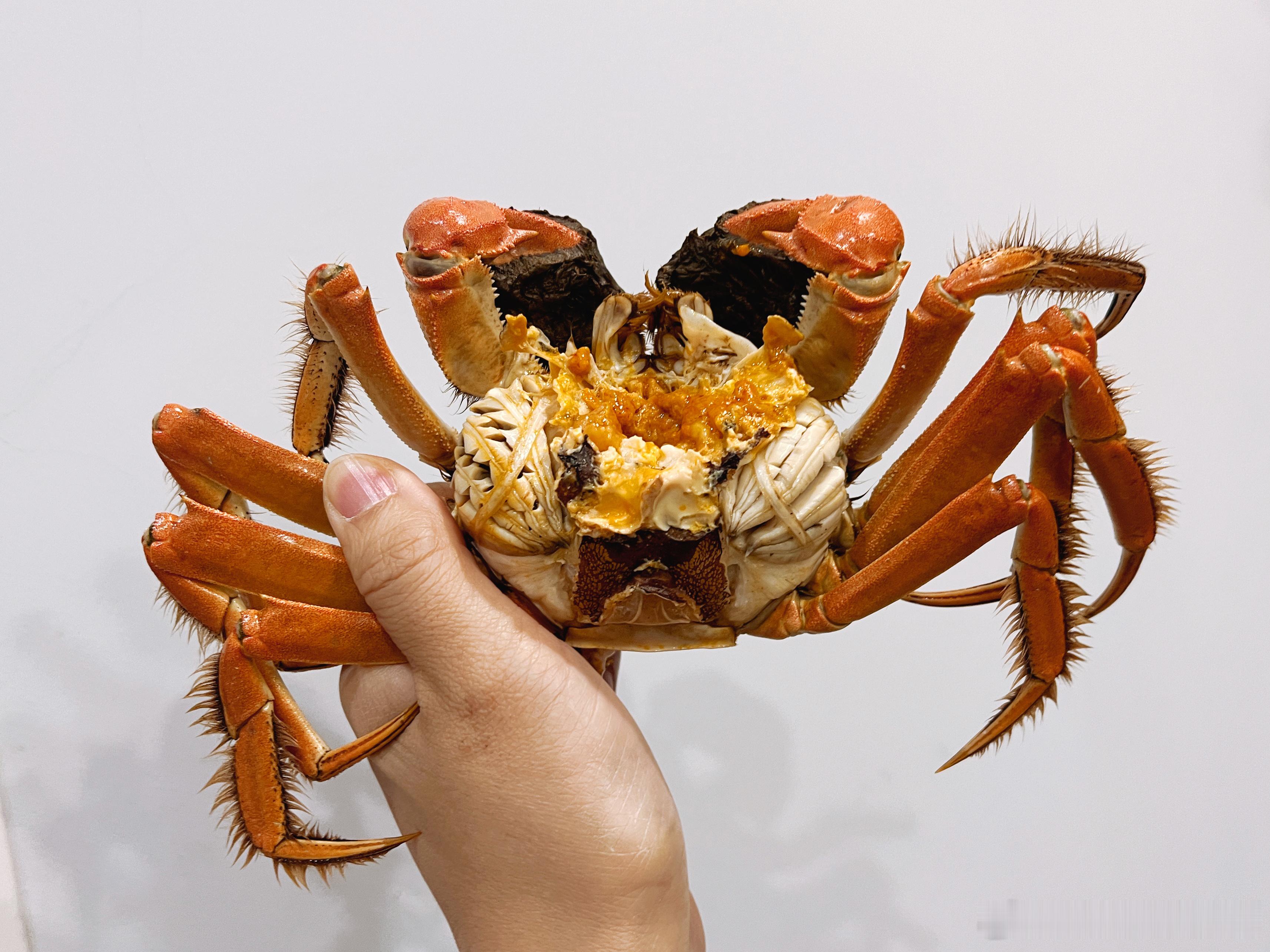 2025的第一只阳澄湖大闸蟹🦀 