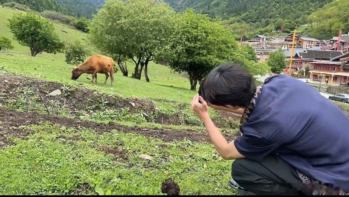 夏之光认真给牛出片的男人夏之光给牛出片牛给了报酬论敬业还得是夏之光，对着小牛专心