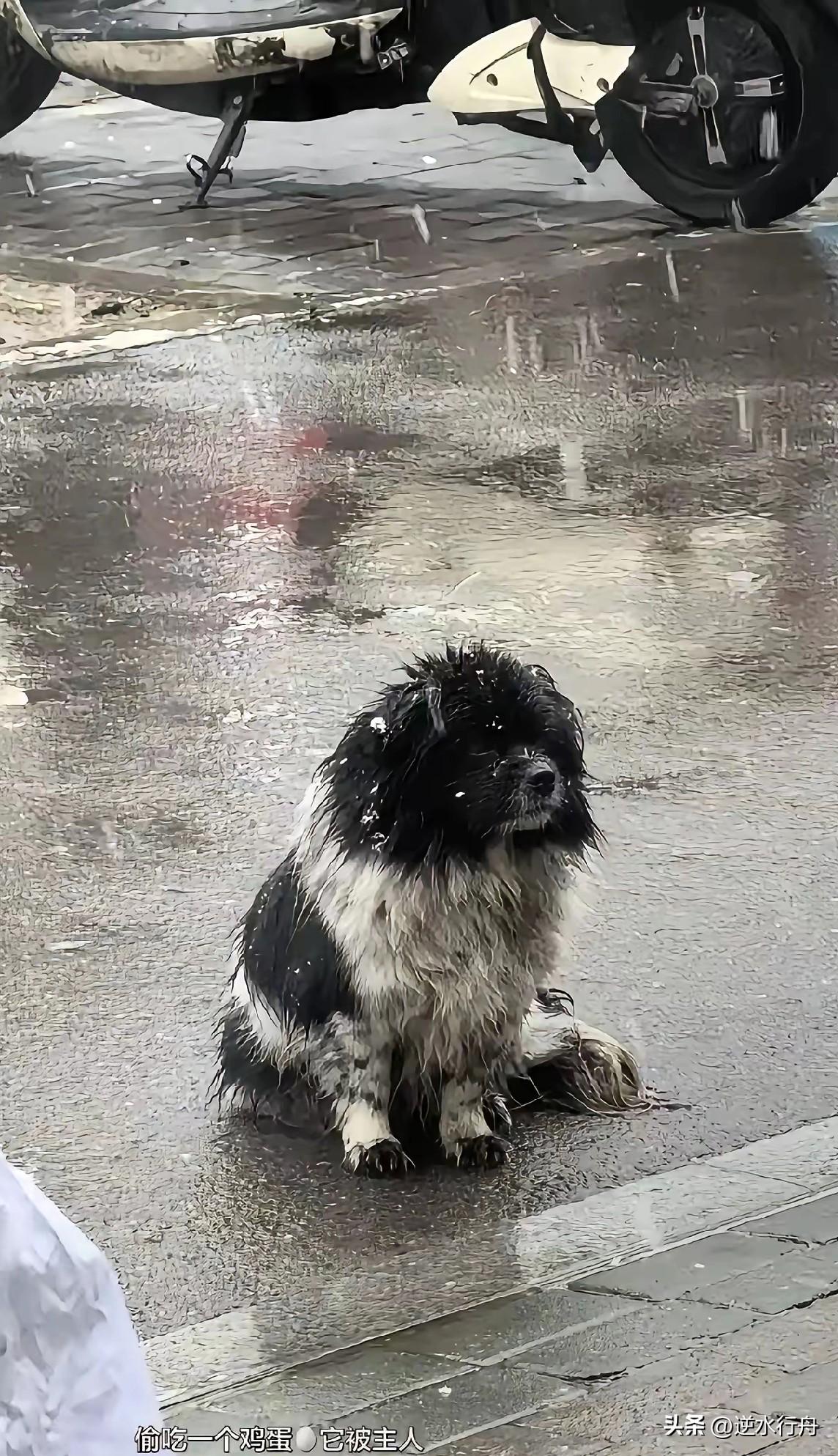 这只小狗因为偷吃鸡蛋被主人打断了腿扔到了马路上，坐在雨中无声的哭泣。它一直跟着主