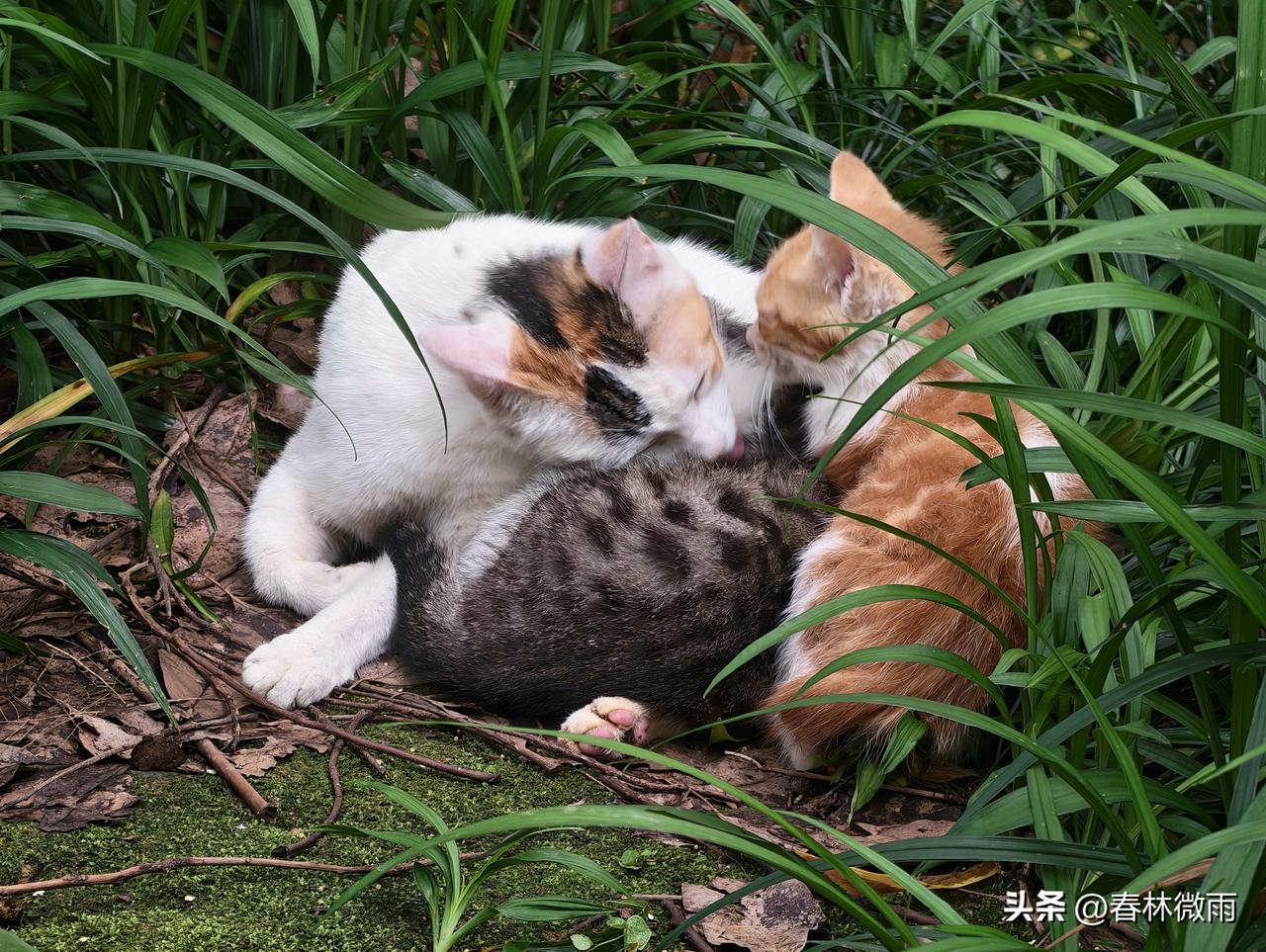 今天上午我在小区里散步，忽然发现前面草地上，有一只母猫，怀里抱着两只小猫，十分可