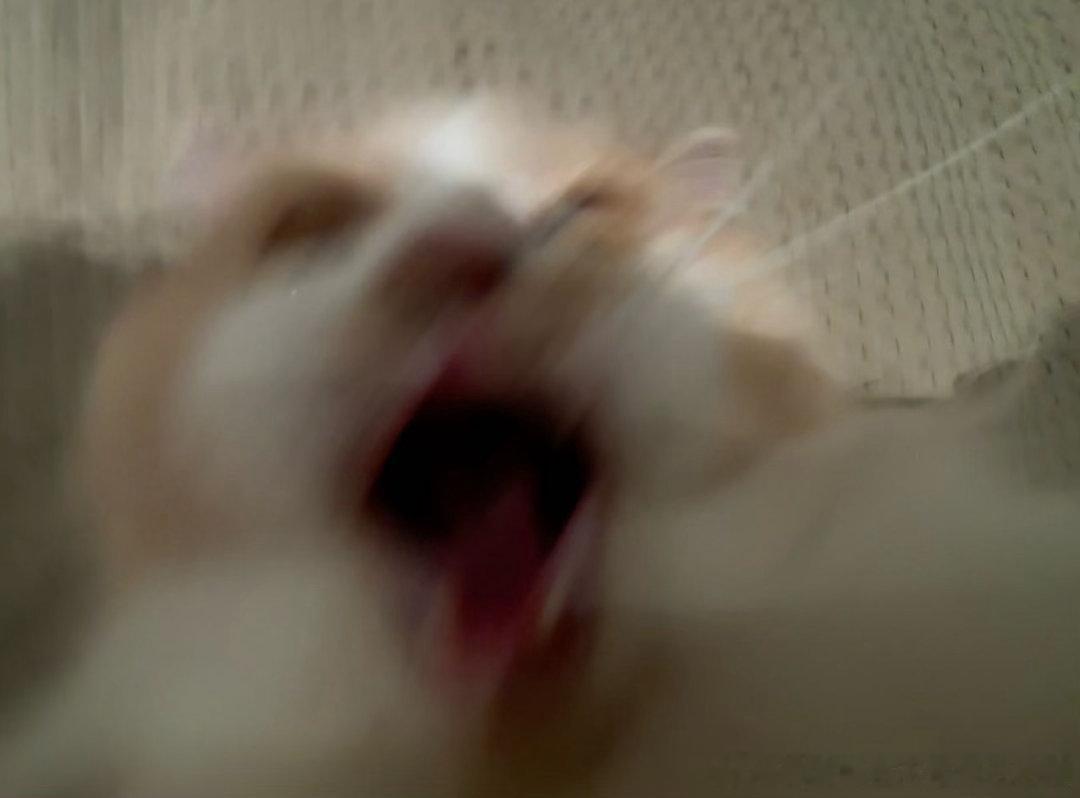 49528【一则珍藏丑猫】发出 