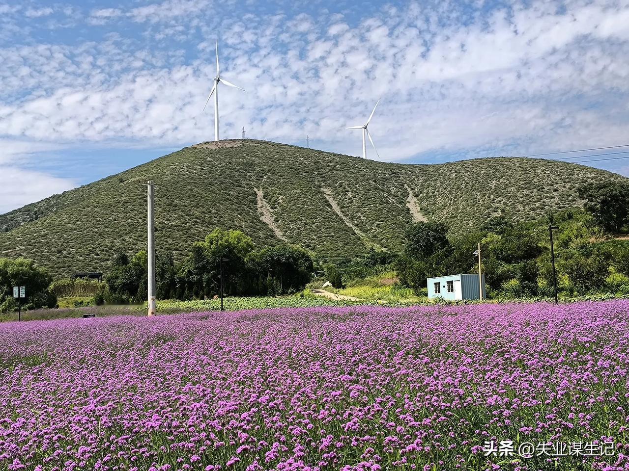 秋天去哪里玩？
自然是花海。
花海哪里好？
自然是宿州西山花海。
绝不是浪的虚名