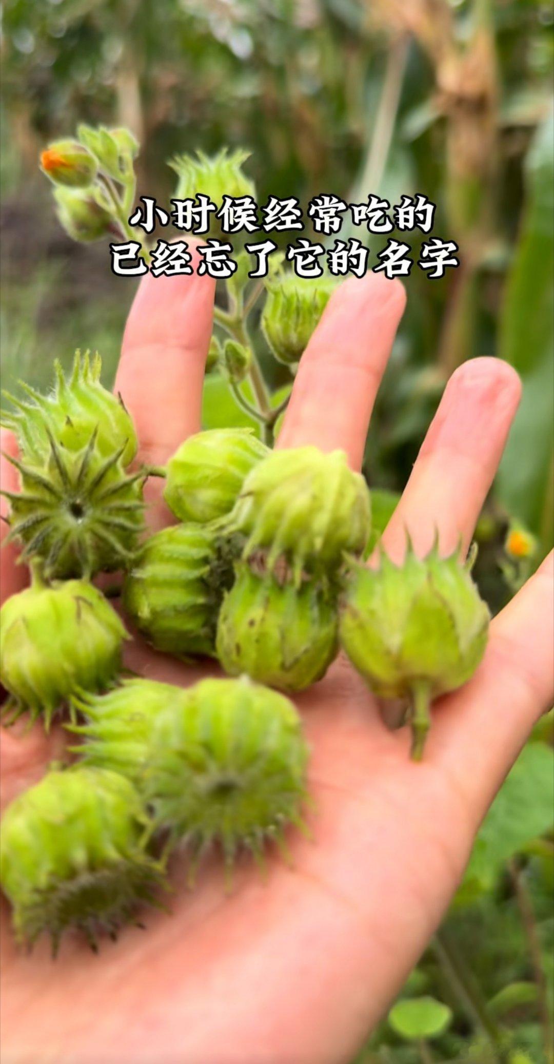 童年记忆，回不去的童年，每当刷到这些莫名的眼中起雾…… 