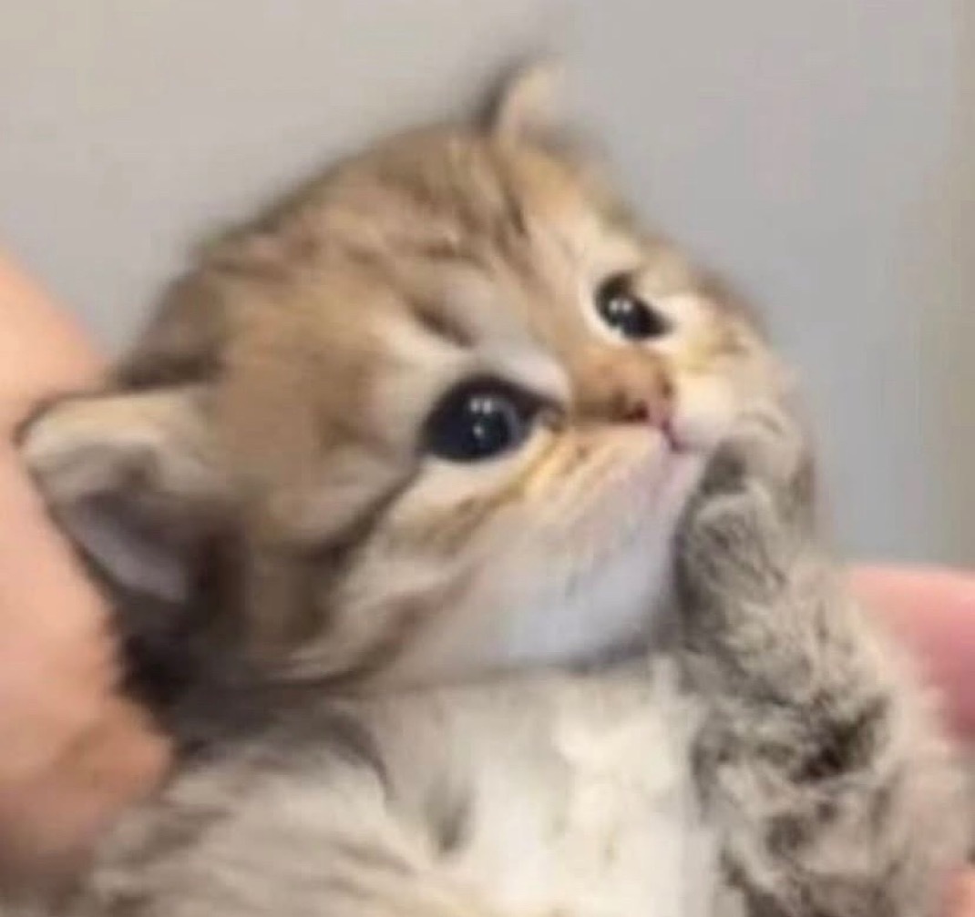 怎么见到喜欢的猫呢？ ​​​
