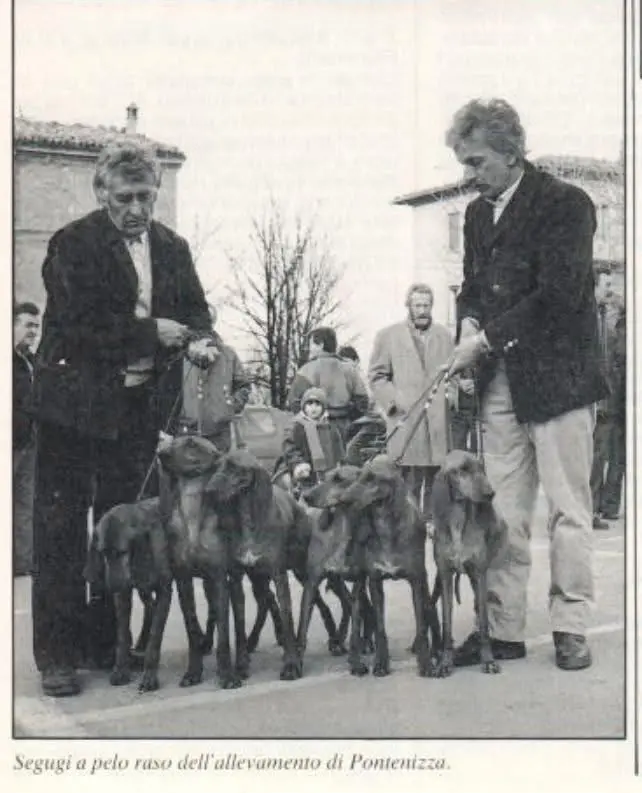 1970年意大利猎犬 segugi