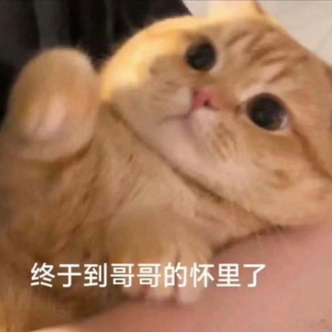 可爱表情包。 