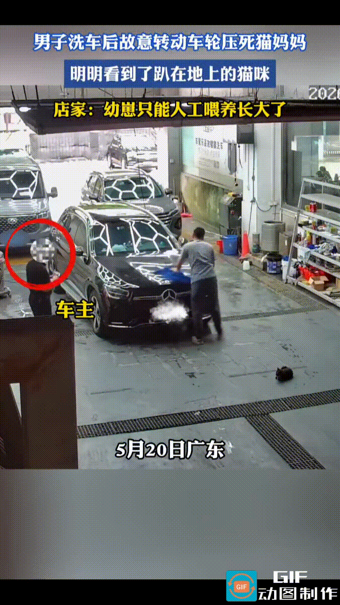 男子去洗车店洗车，在他车子左前方，伏着一只猫咪。
洗好车后，男子上车，点火启动，