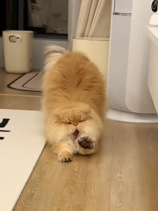 这就是我亲生的！！！