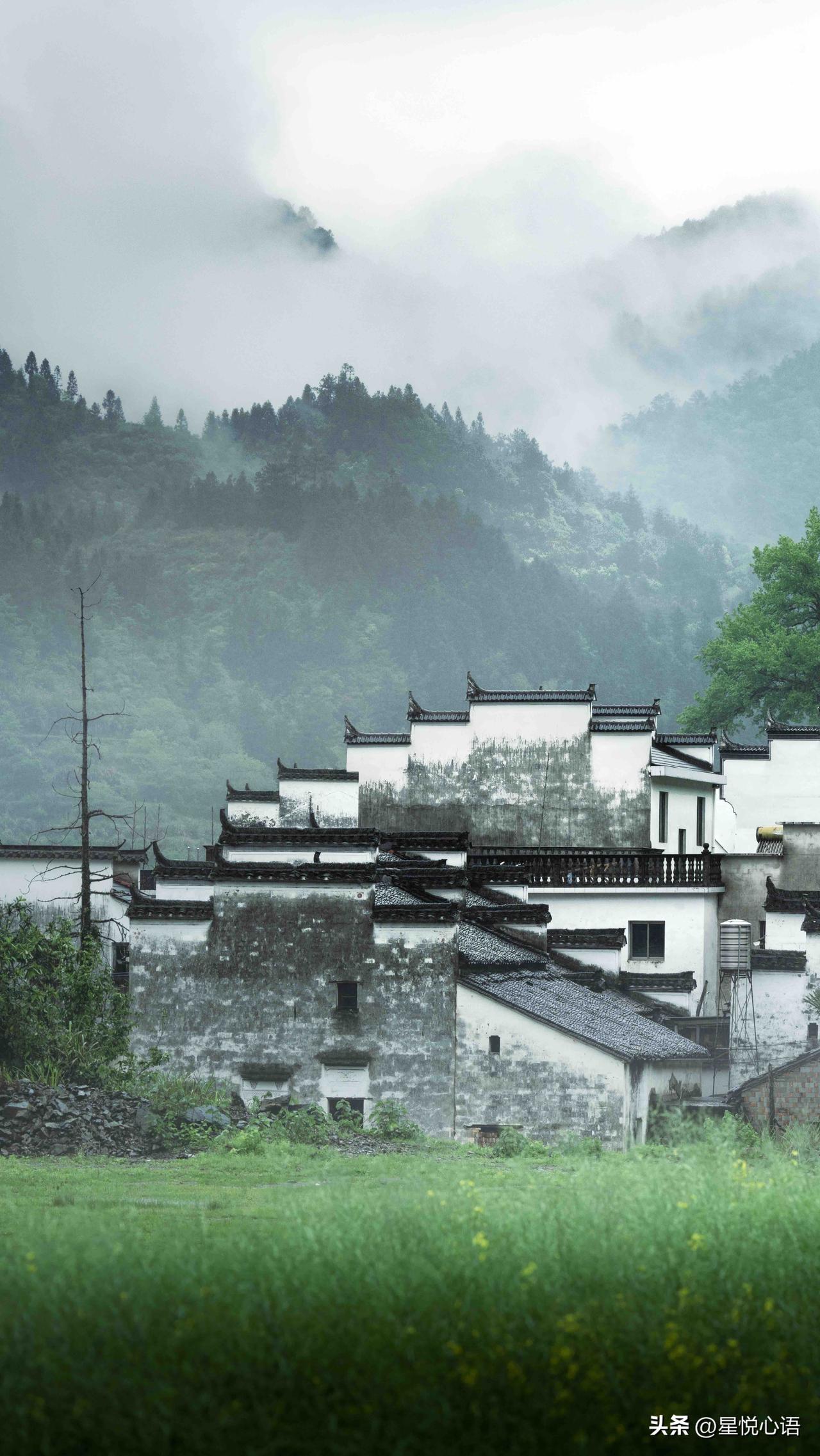 这个季节，才懂得江南之美！
终于懂了江南的美藏在哪！
就在婺源的烟雨天，
金黄油