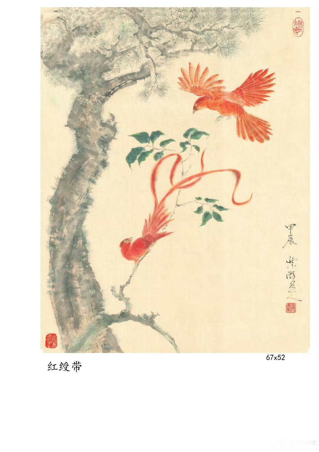 红绶带即红寿带鸟，是珍稀夏候鸟，有“林中仙子”的美誉，雄性个体拖着长达20厘米的