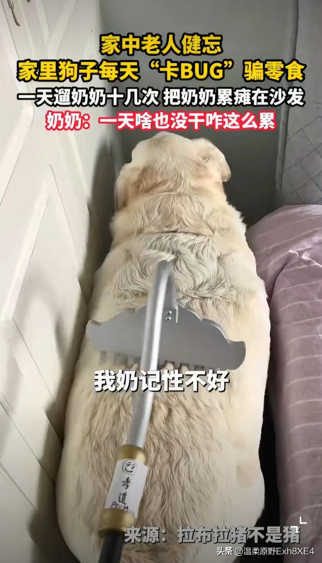 哈哈哈哈哈，真狗啊！一位八旬老太，记性不好了，她家狗子好似发现了主人的这个bug