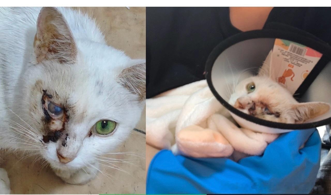 50184‼️【四川乐山峨眉】流浪猫救助 🐱猫咪救助 🐴见plq独眼流浪猫干