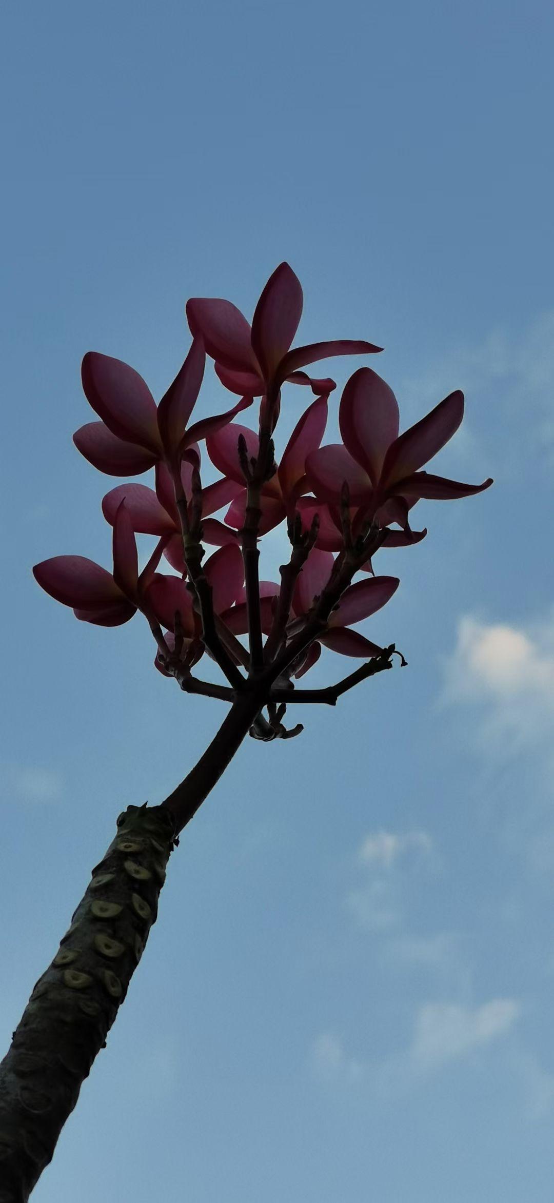 新年生活图鉴晴空为幕，繁花独绽，不与群芳争艳，只向蓝天舒展。