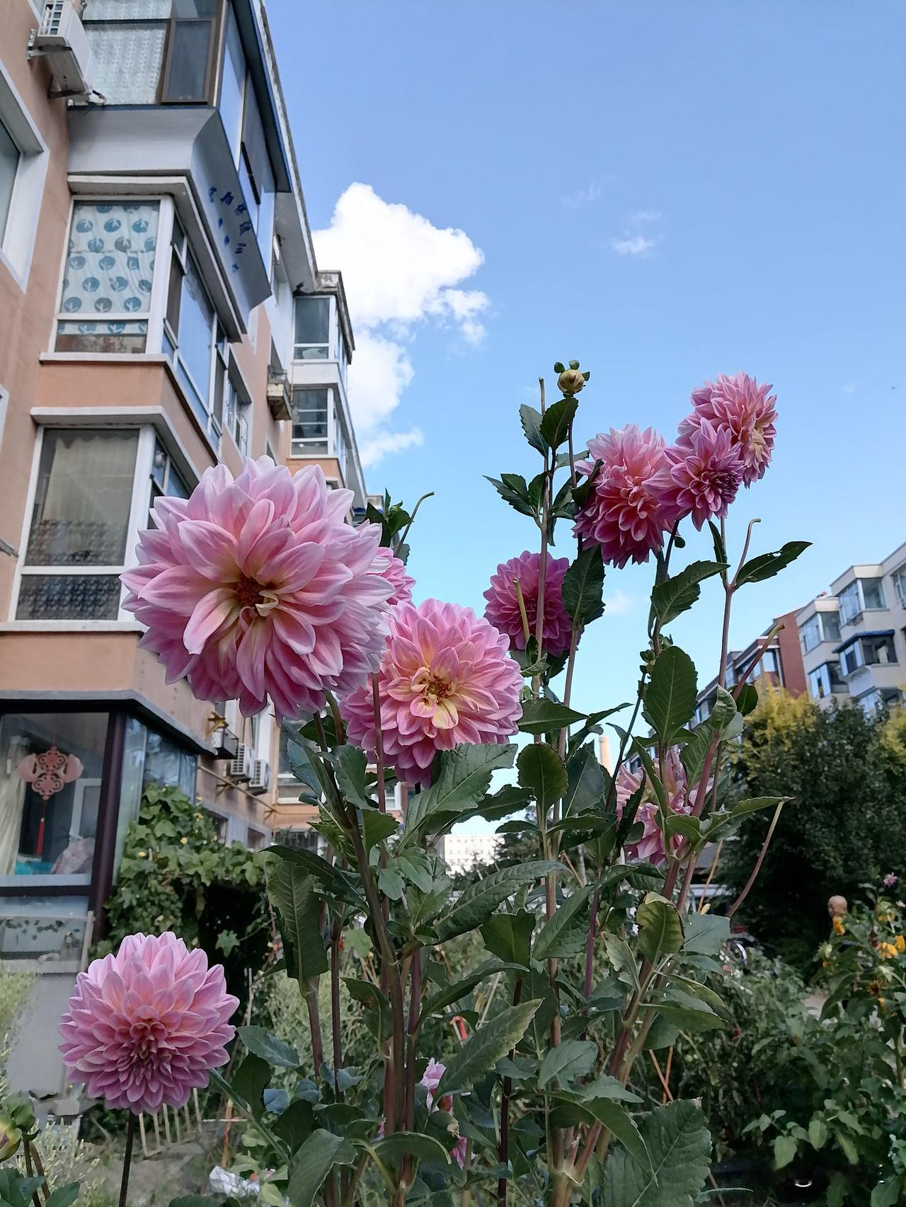 姐姐跟我聊天。 她说你知道现在朋友们都羡慕我啥吗？

我说，羡慕你有一个好老公，
