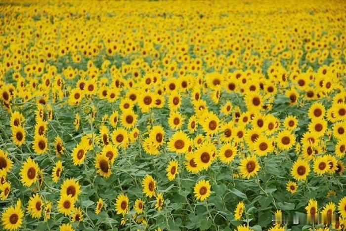 向日葵真的美到让人窒息！它那金黄的花瓣，就像太阳散发出的光芒，热烈又灿烂。每次看