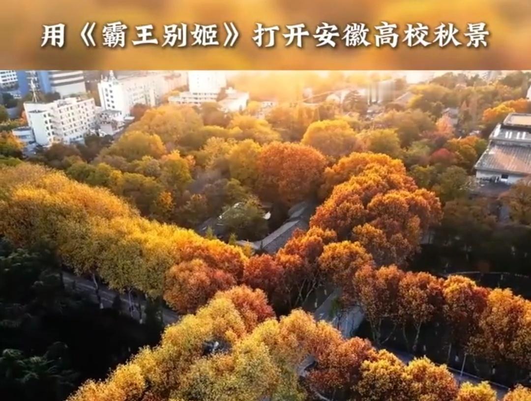 银杏叶飘成金色漩涡时，安农大的梧桐道下铺开暖调地毯。枫香树探过红砖拱窗，在图书馆