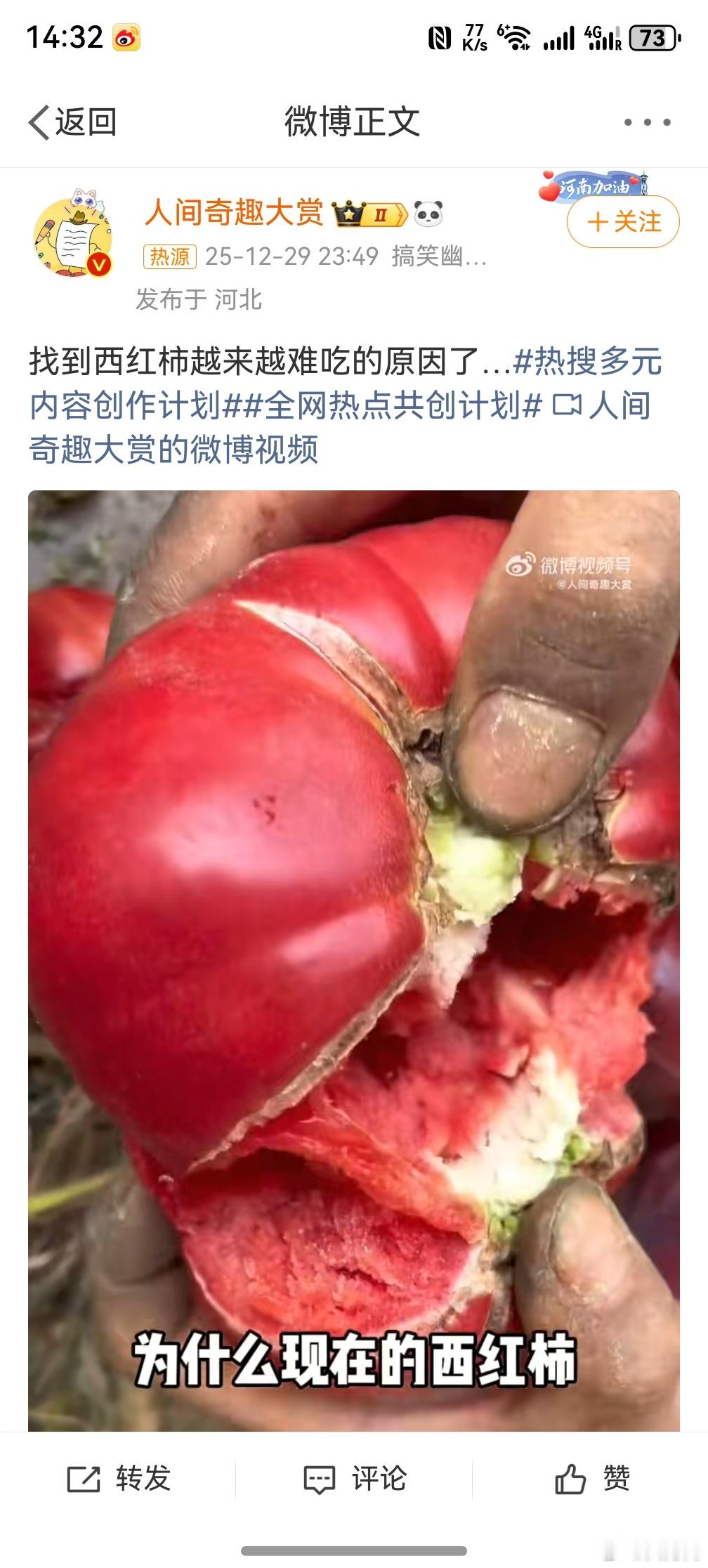 找到西红柿越来越难吃的原因了 ，因为现在为了方便运输和存储，之前老品种的西红柿可