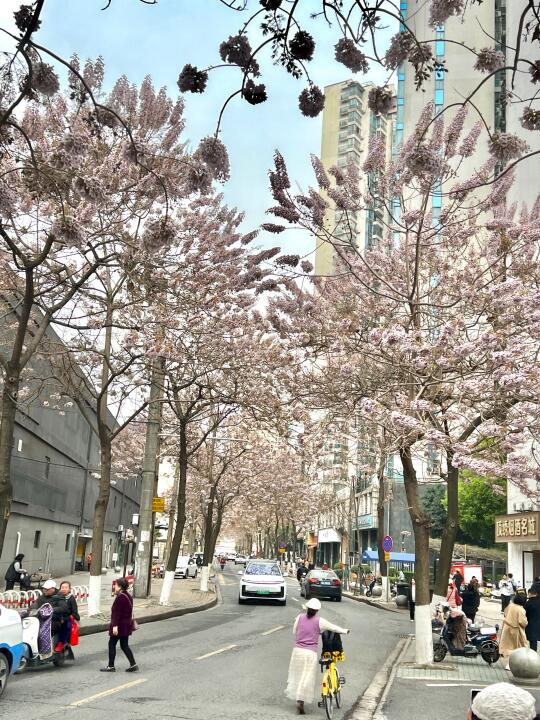 别卷东湖了🌸八古墩的泡桐花已经开疯了…