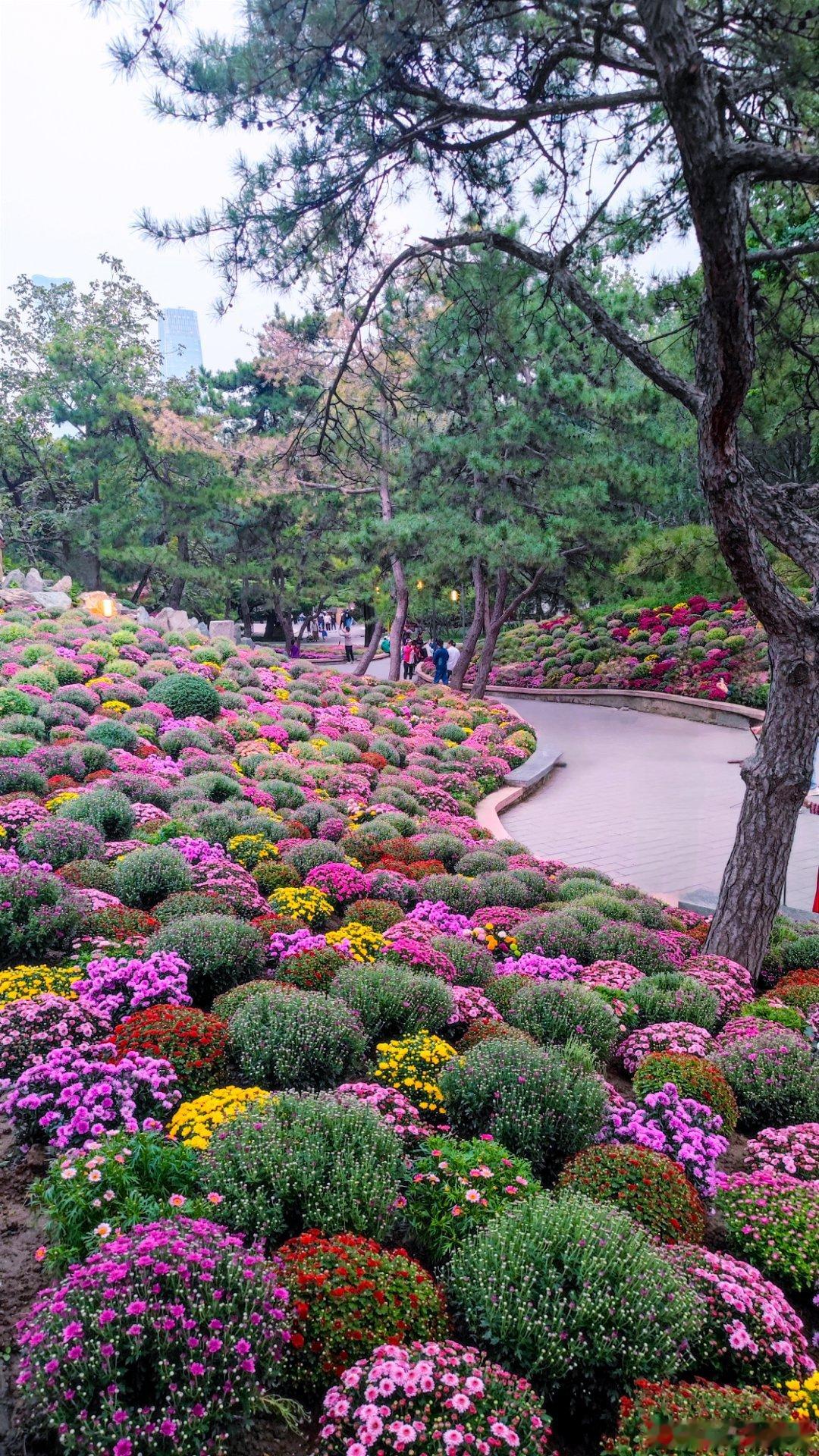 北京日坛公园菊花展摄影​​​