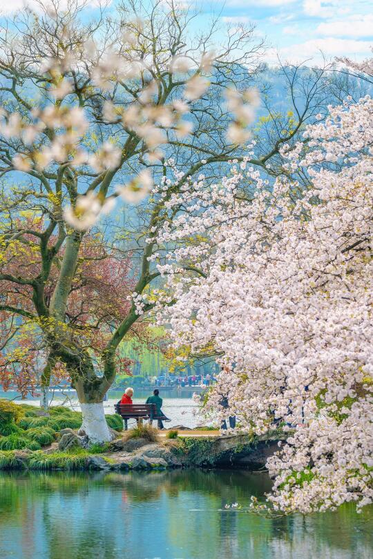 接下来的杭州，将迎来万万次的春和景明