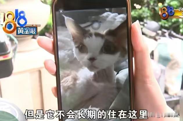 浙江嘉兴，女子租了一套房子租金2200元，征得房东同意后女子开始养猫，住了两年后