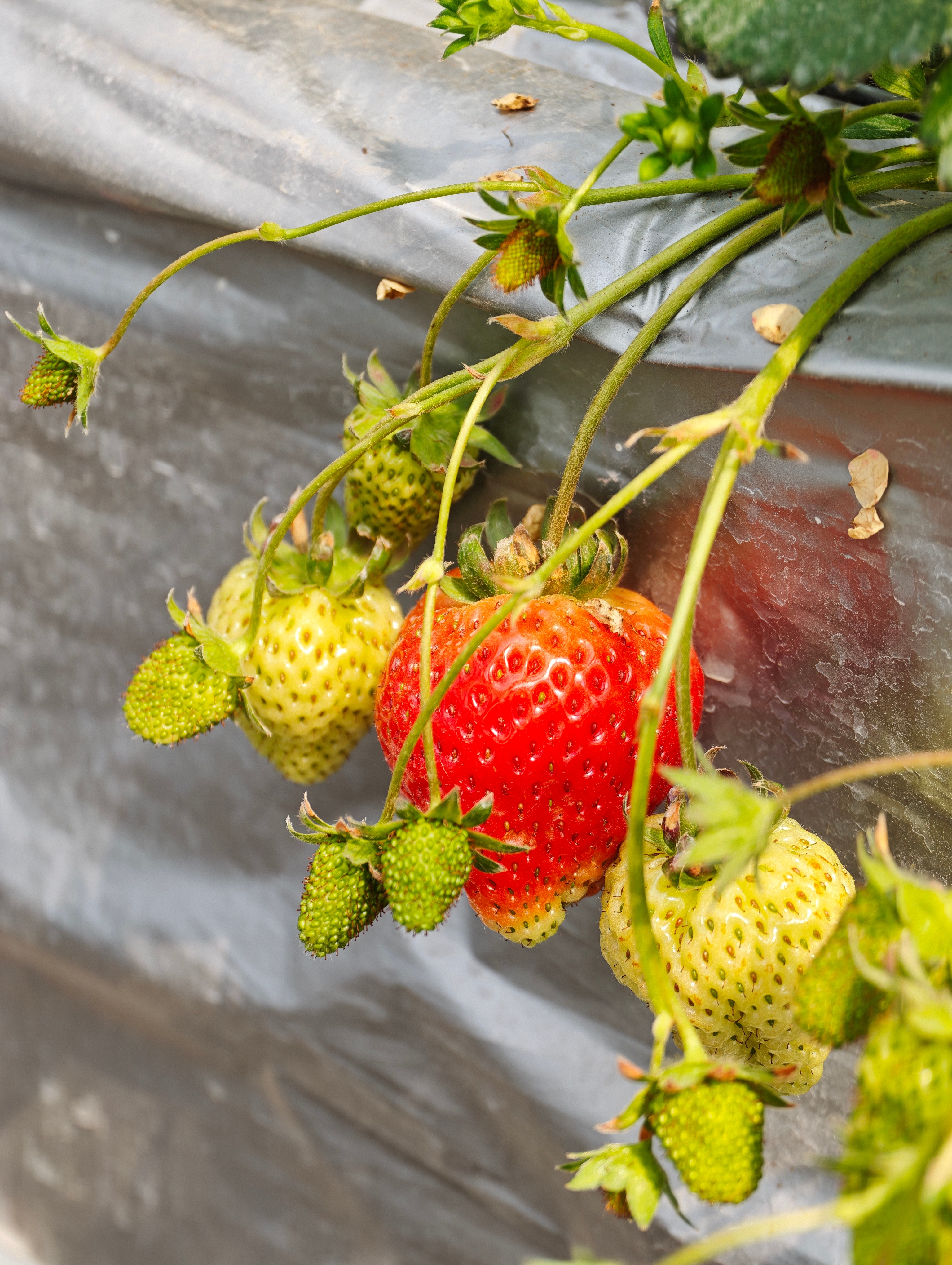 听说明天油价9块了 